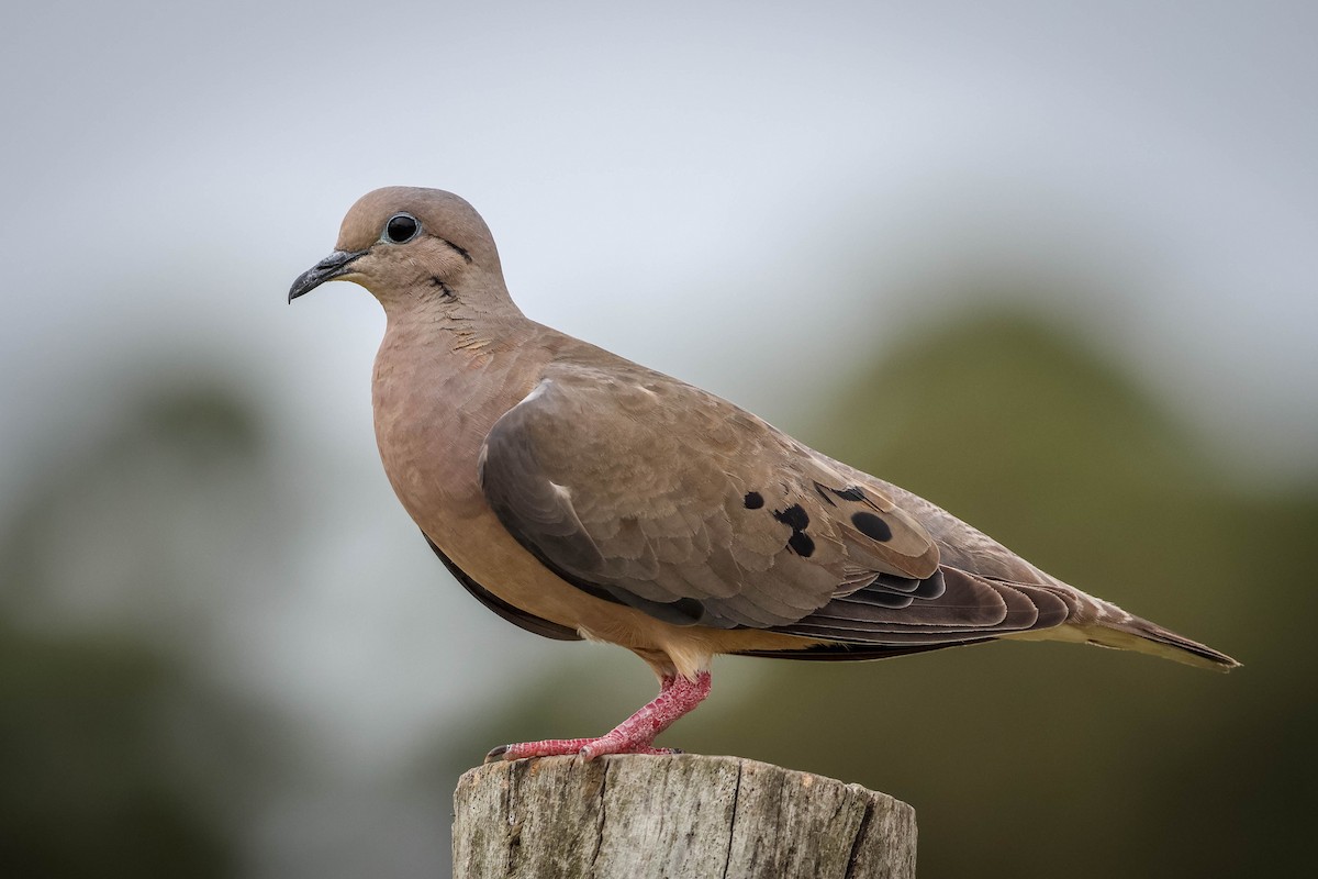 Eared Dove - Skip Russell