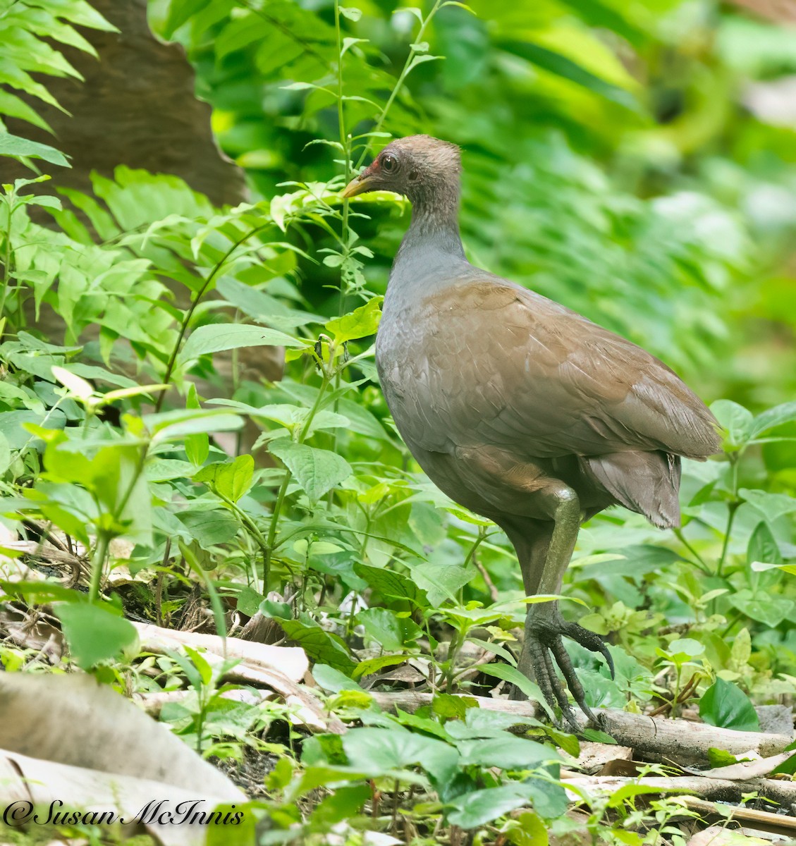 Melanesian Megapode - ML617987191