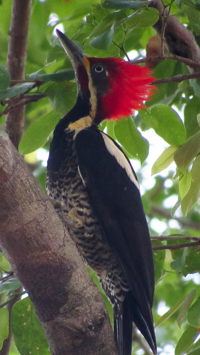 Lineated Woodpecker - Pedro Jose Caldera