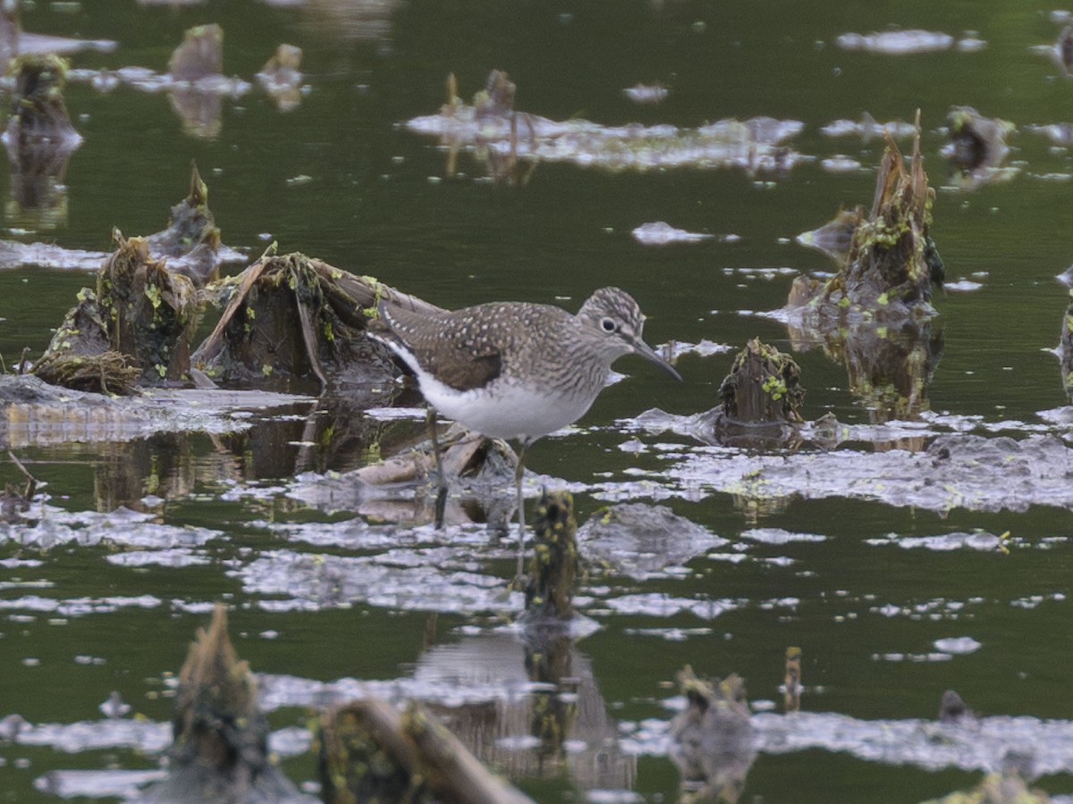 Solitary Sandpiper - ML617987194