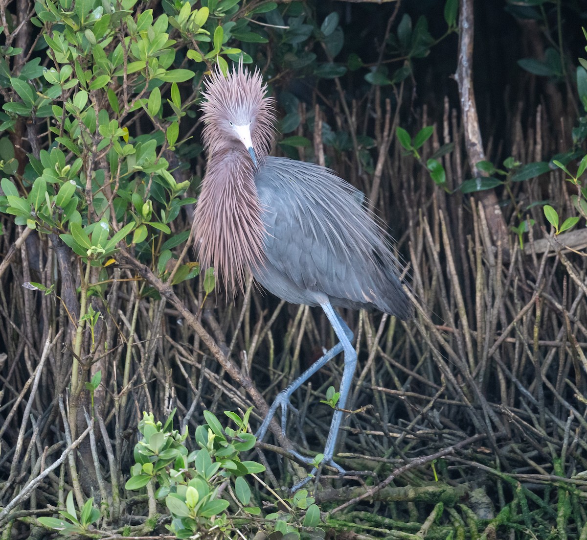 Reddish Egret - Erik Ostrander