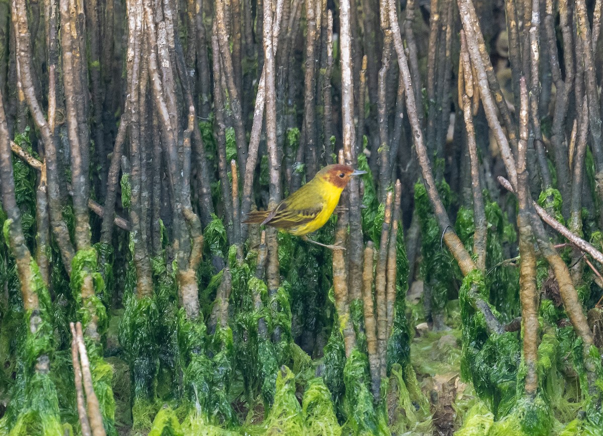 Yellow Warbler (Mangrove) - Erik Ostrander