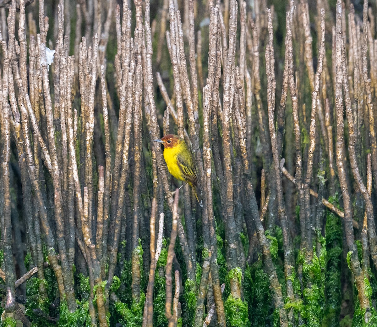 Paruline jaune (groupe erithachorides) - ML617987202