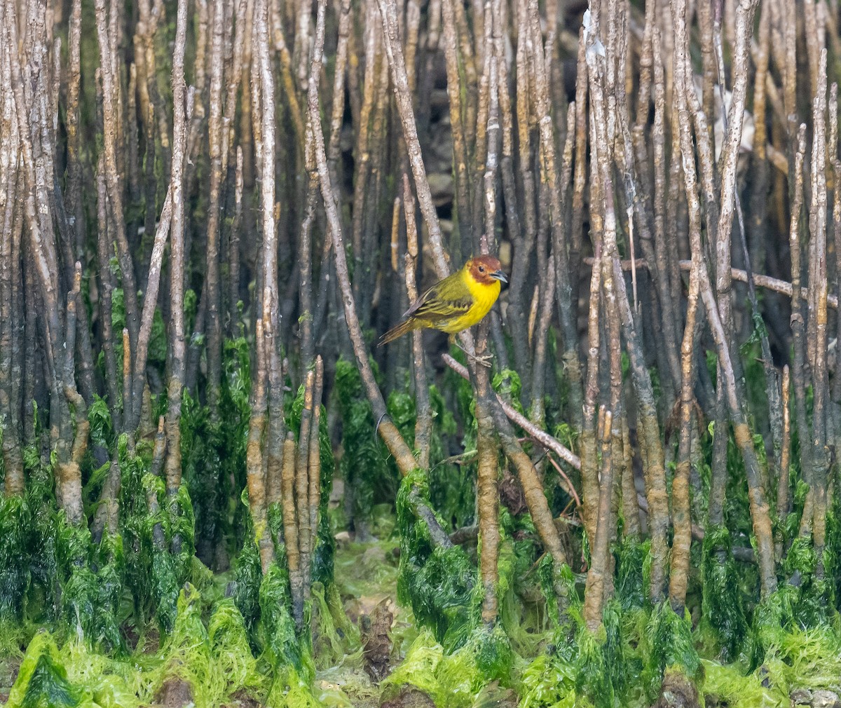 gulparula (erithachorides gr.) (mangroveparula) - ML617987203