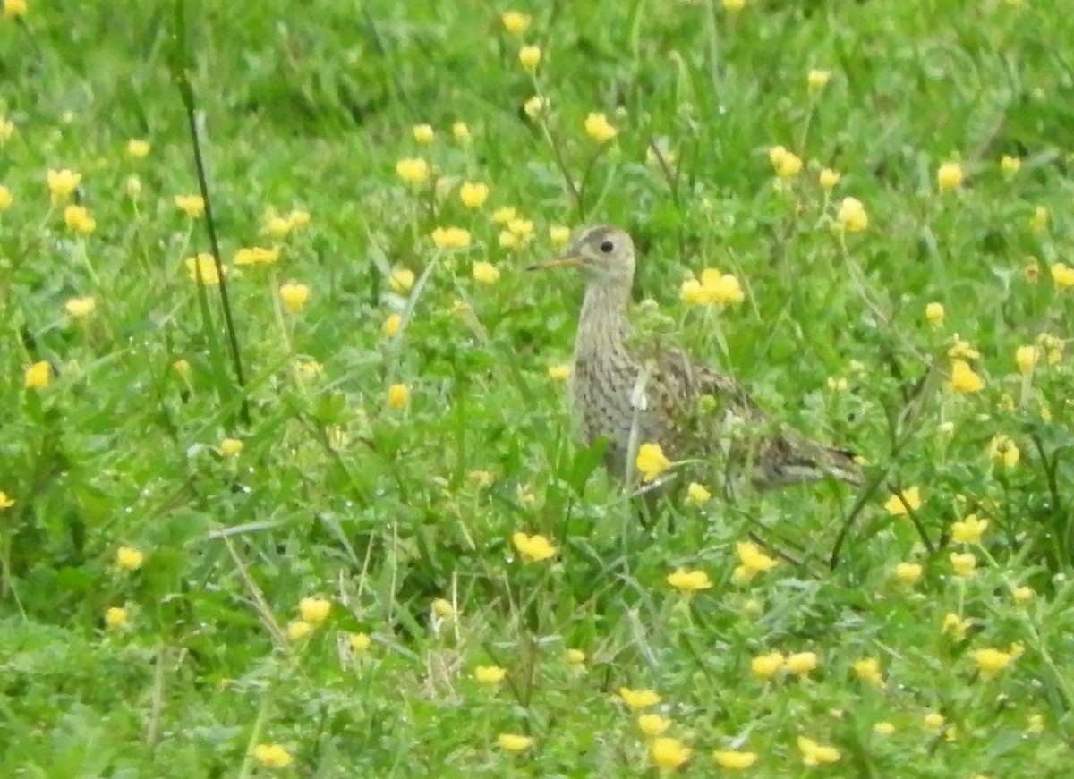 Upland Sandpiper - ML617987208