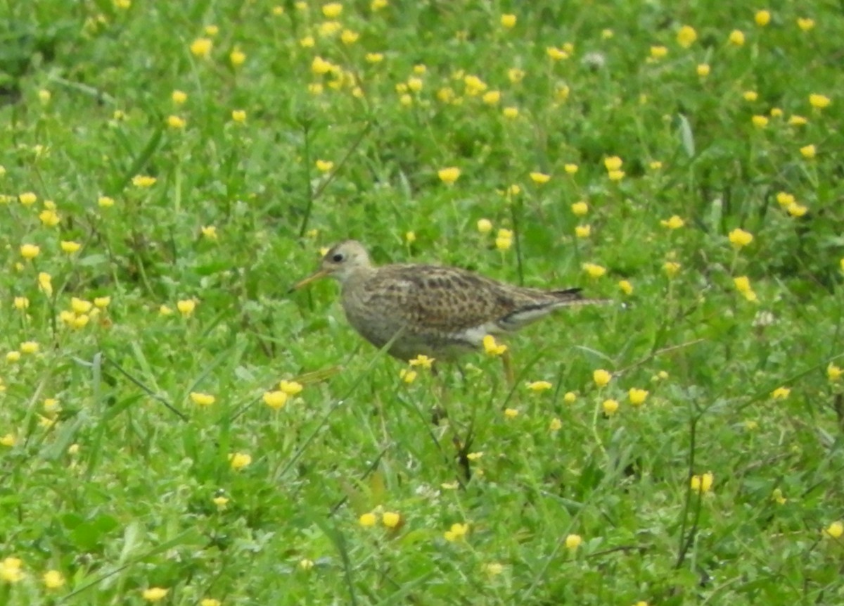 Upland Sandpiper - ML617987209