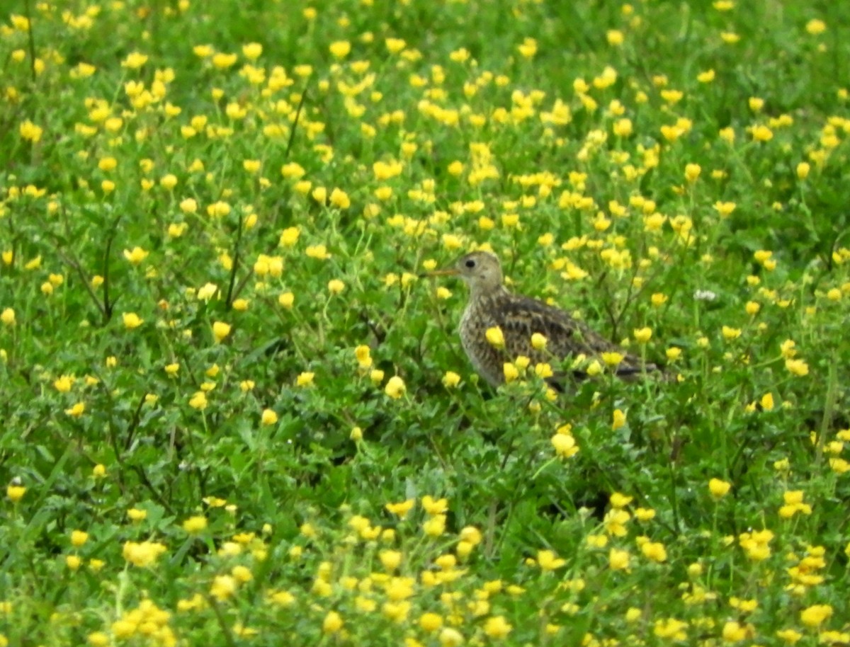 Upland Sandpiper - ML617987210