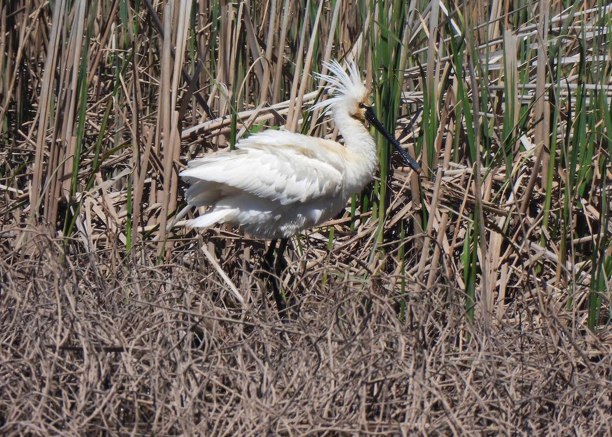 Eurasian Spoonbill - Alberto Laiz