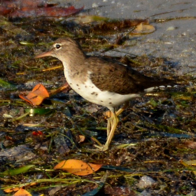 Spotted Sandpiper - John Whitehead