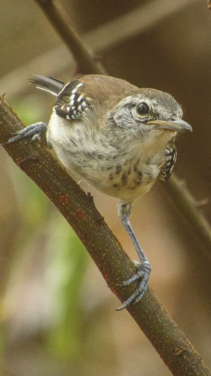 Northern White-fringed Antwren - ML617987226