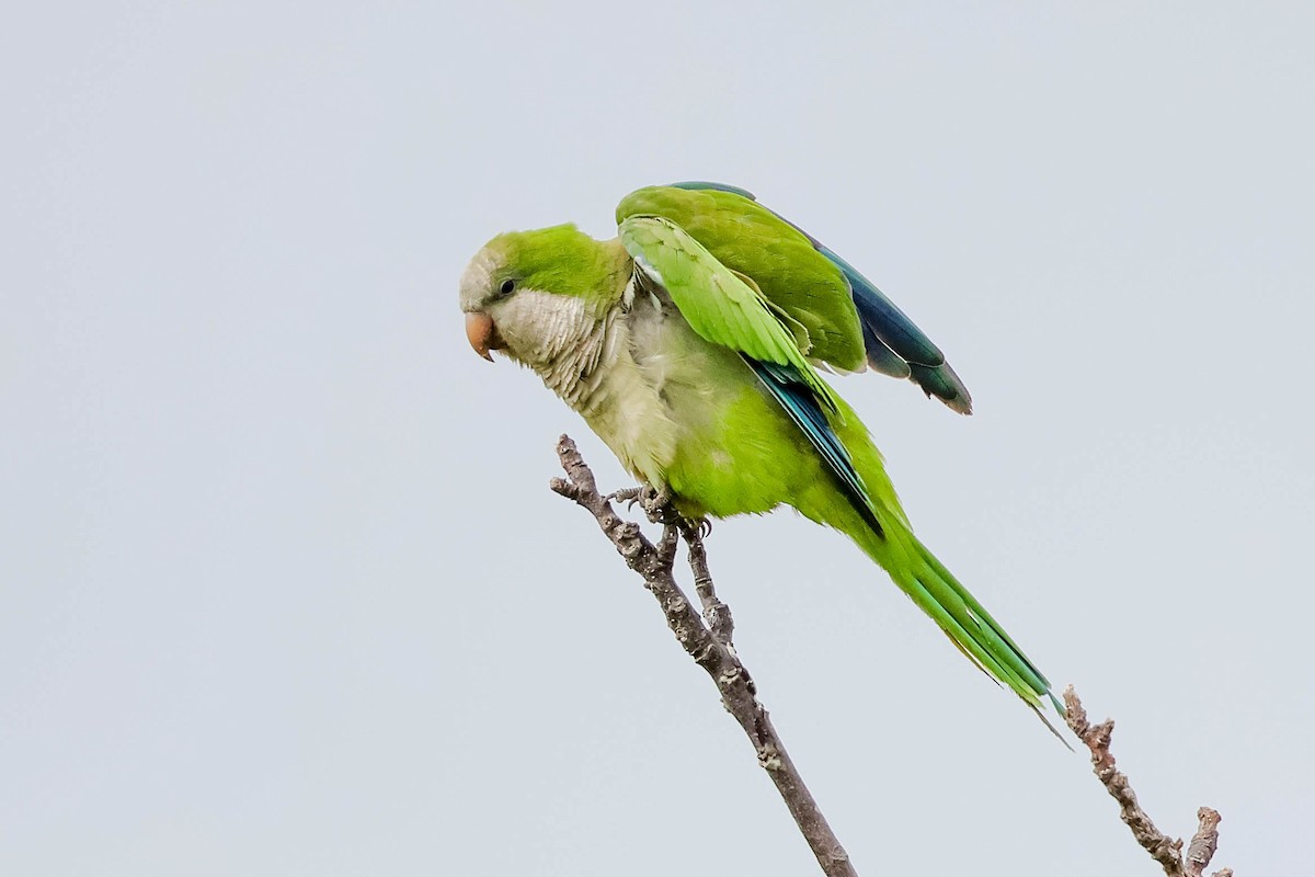 Monk Parakeet - Skip Russell