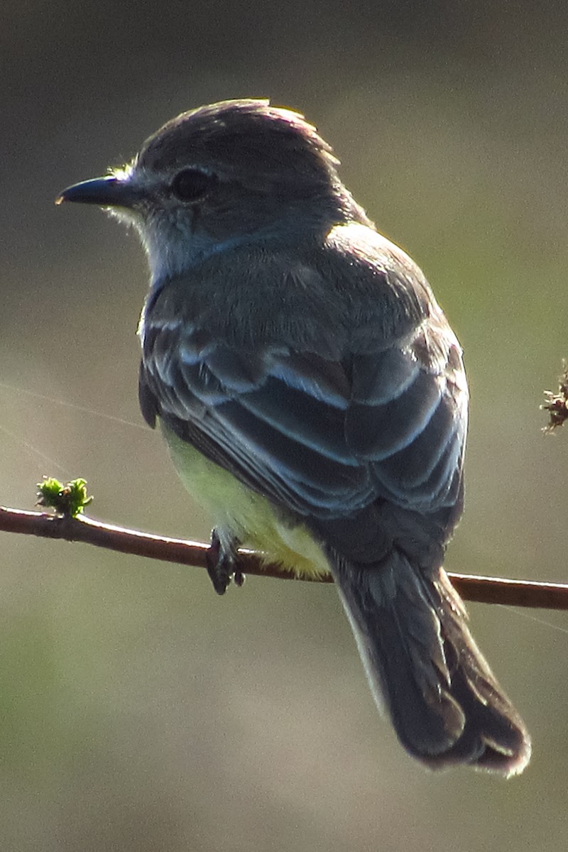 Northern Scrub-Flycatcher - ML617987243