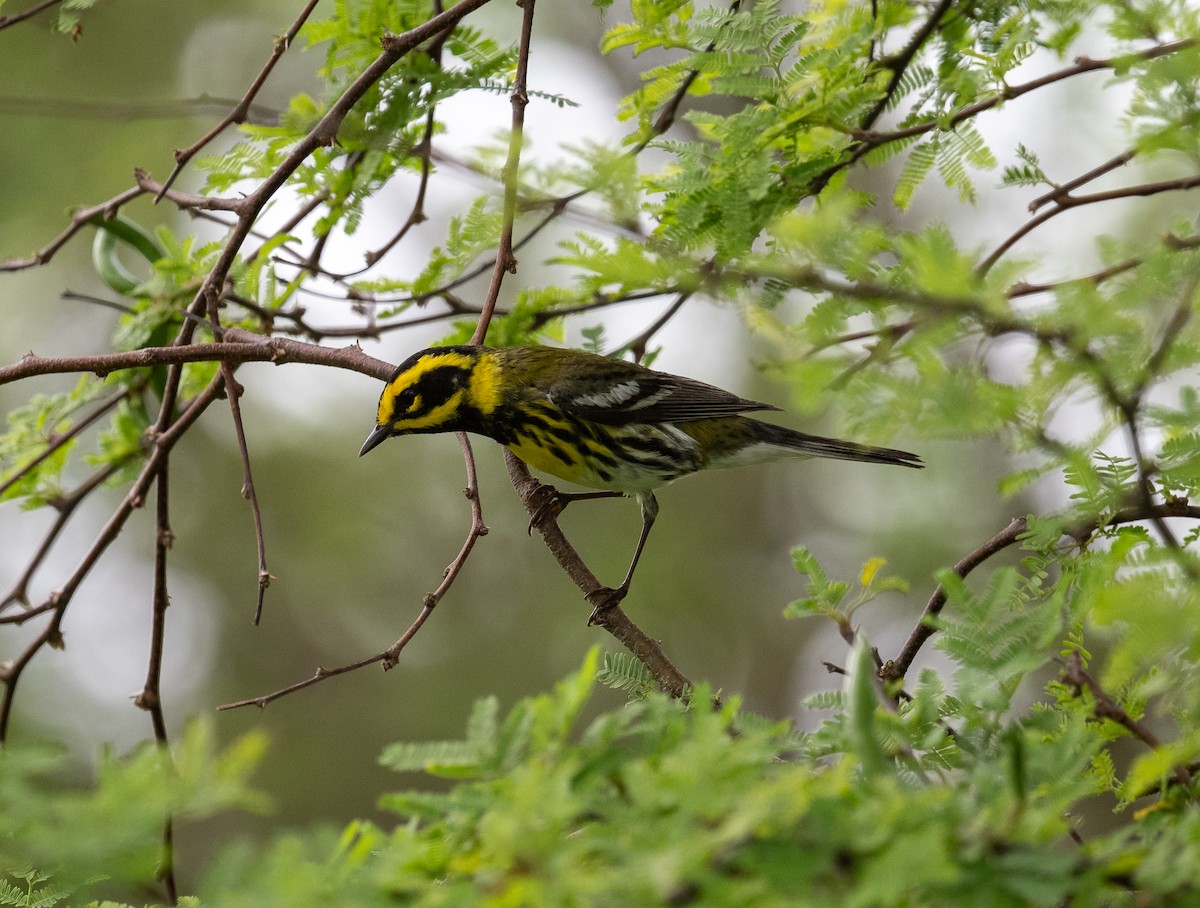 Townsend's Warbler - ML617987251