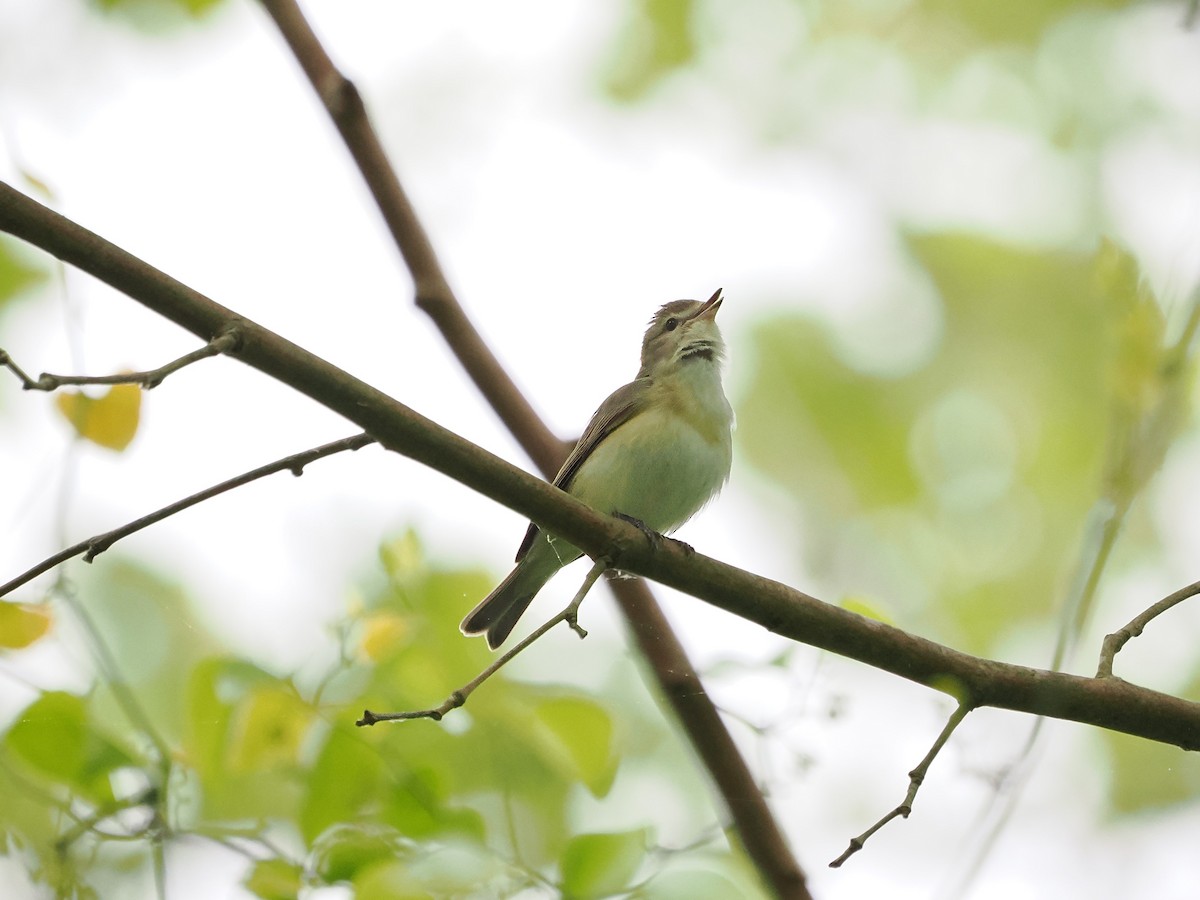 Warbling Vireo - ML617987271