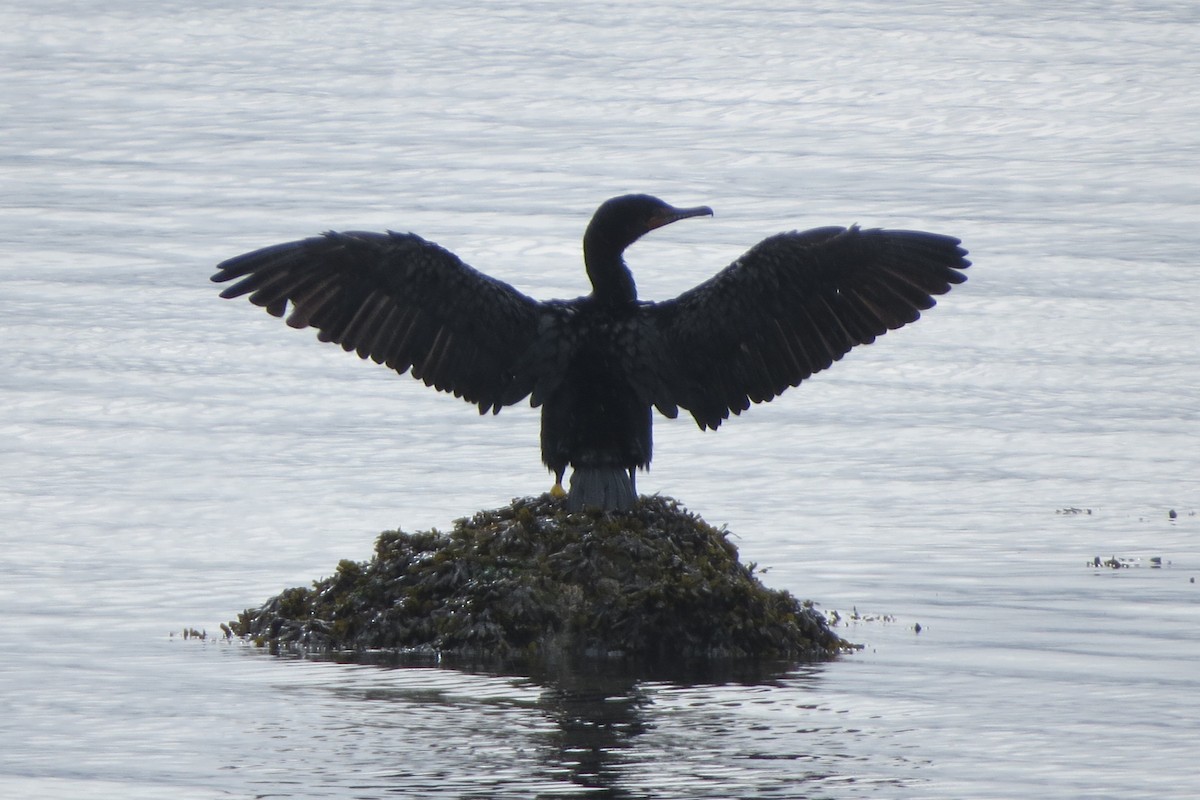 Cormorán Orejudo - ML617987278