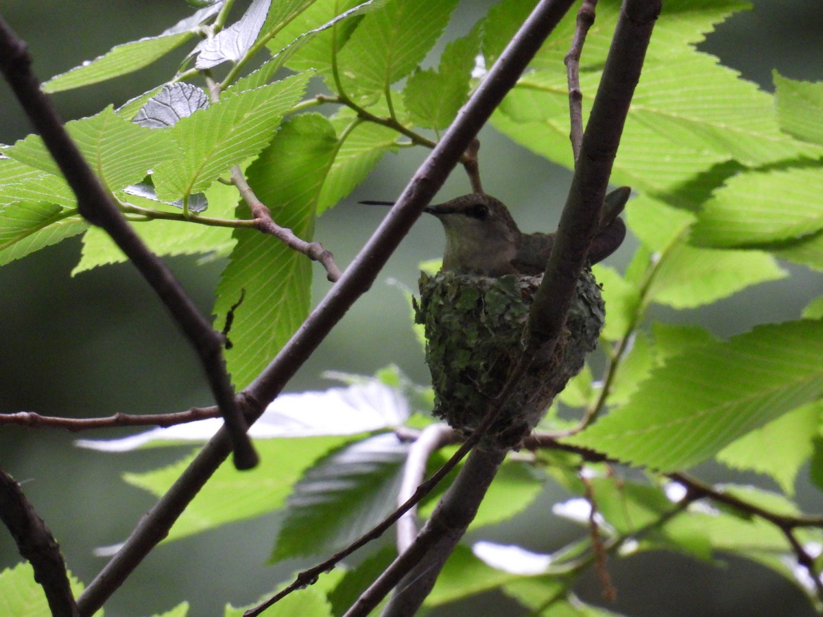 Black-chinned Hummingbird - Karen Carbiener