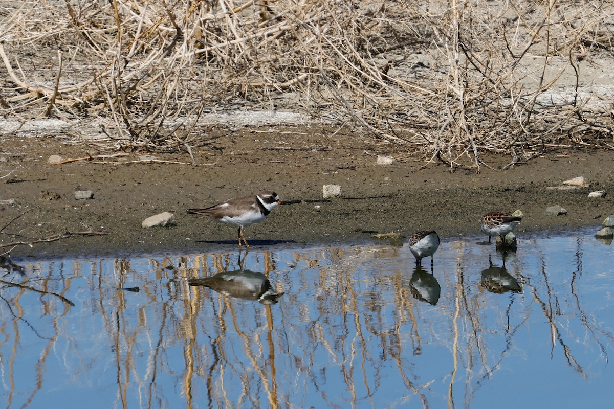 Semipalmated Plover - Charles Hathcock