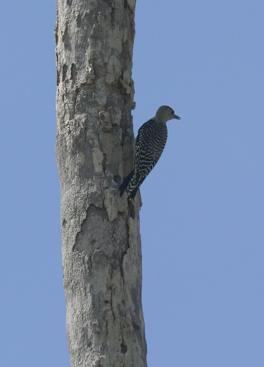 Red-bellied Woodpecker - William Clark