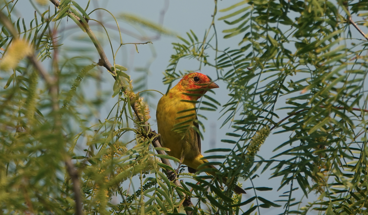 Western Tanager - William Boyes