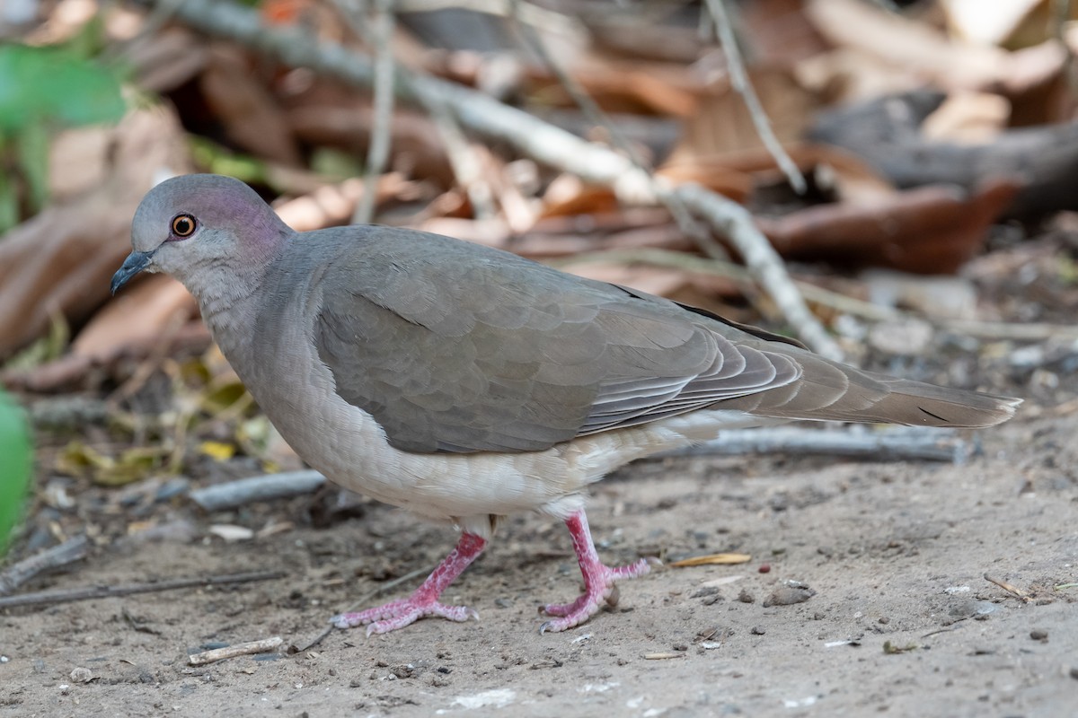 White-tipped Dove - ML617987336