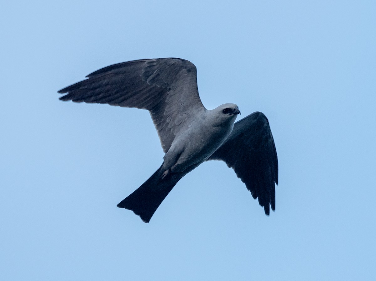 Mississippi Kite - ML617987346