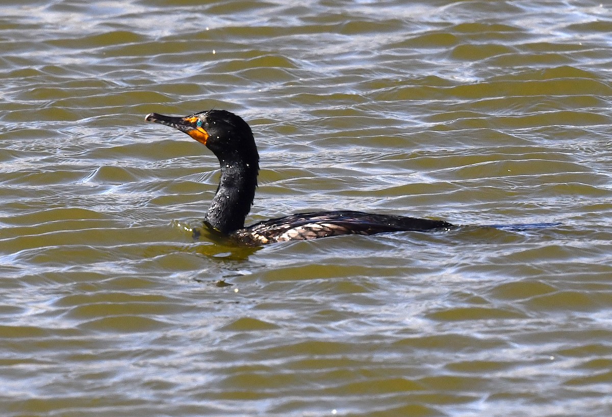 Double-crested Cormorant - ML617987351