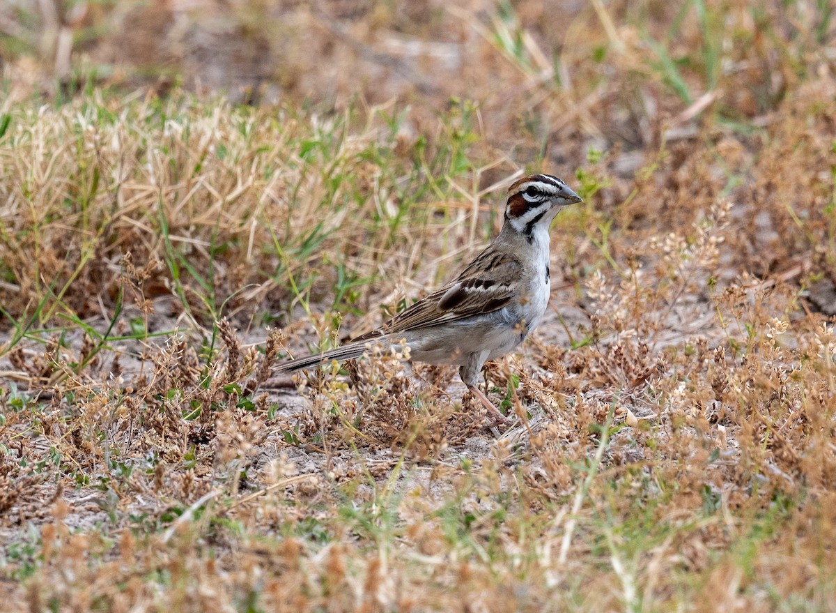 Lark Sparrow - ML617987378