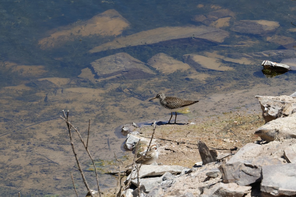 Solitary Sandpiper - Charles Hathcock