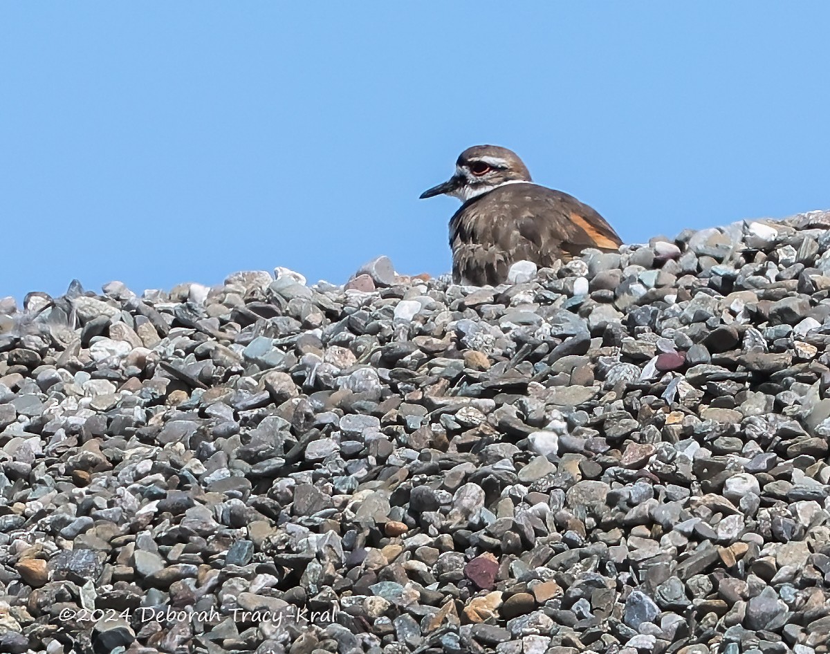 Killdeer - ML617987384