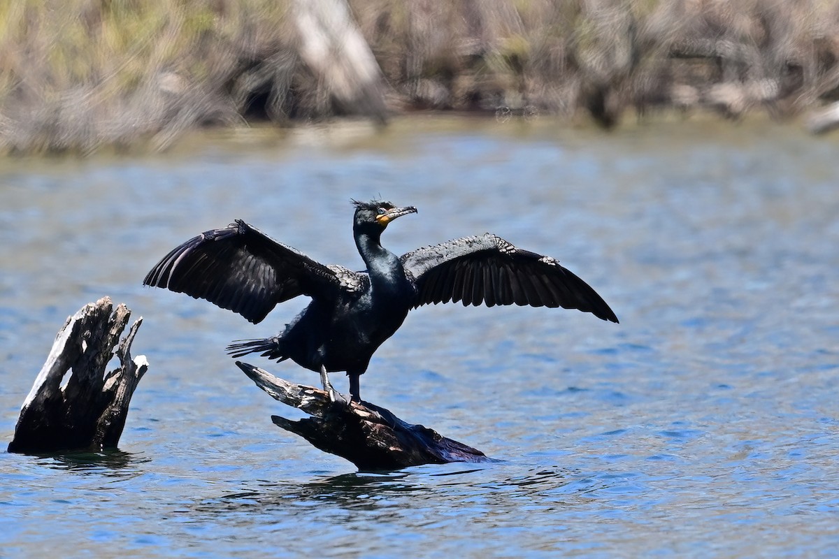 Double-crested Cormorant - ML617987388