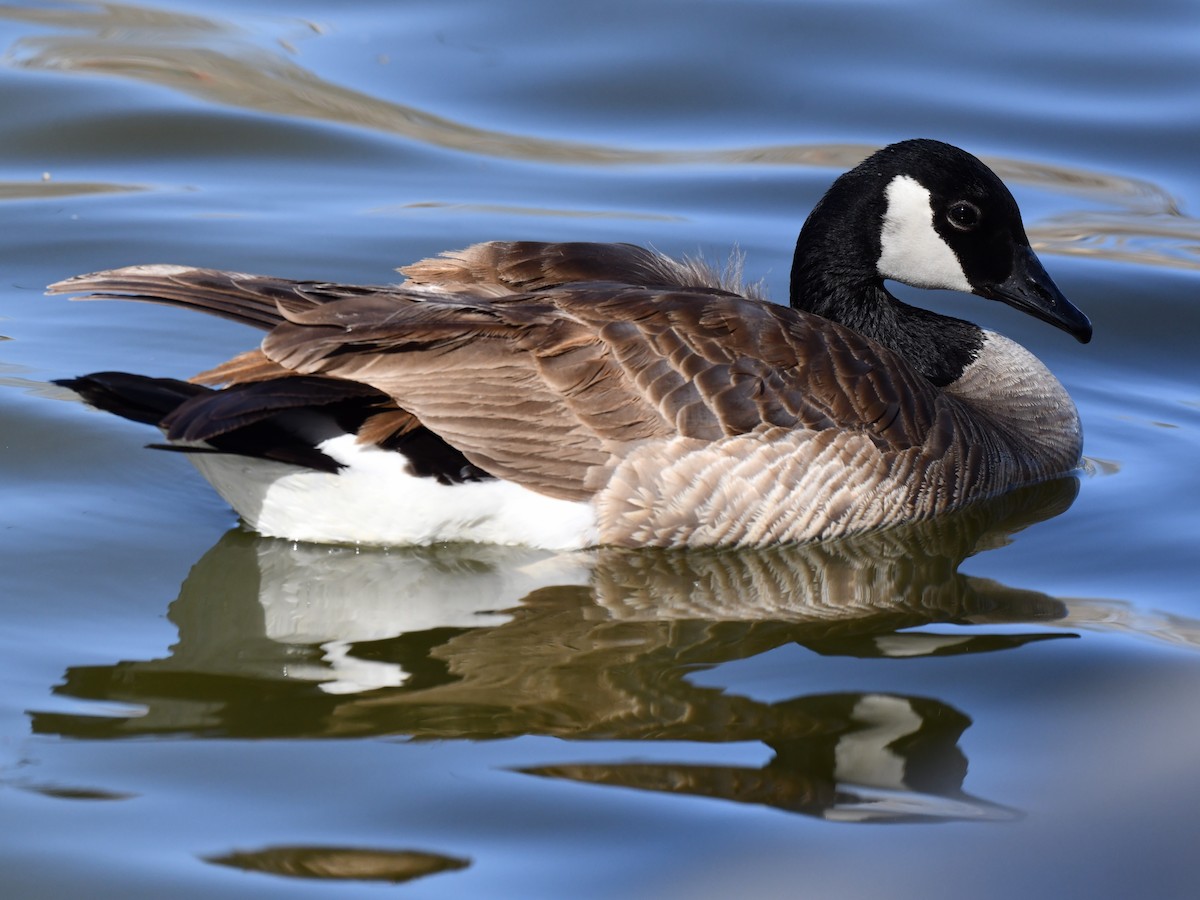 Canada Goose - ML617987390