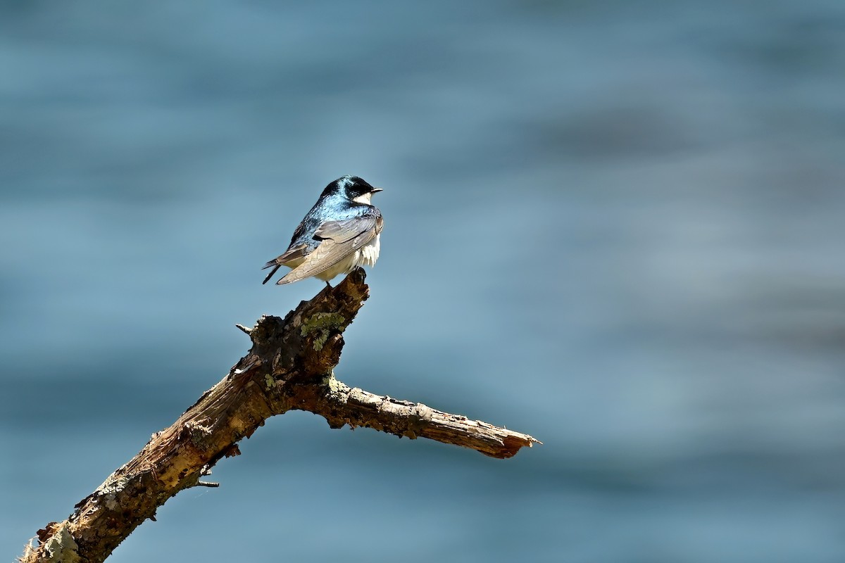 Golondrina Bicolor - ML617987415