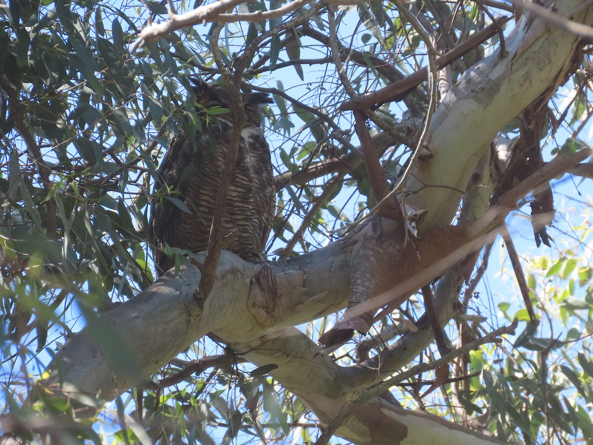 Great Horned Owl - Jan Gaffney