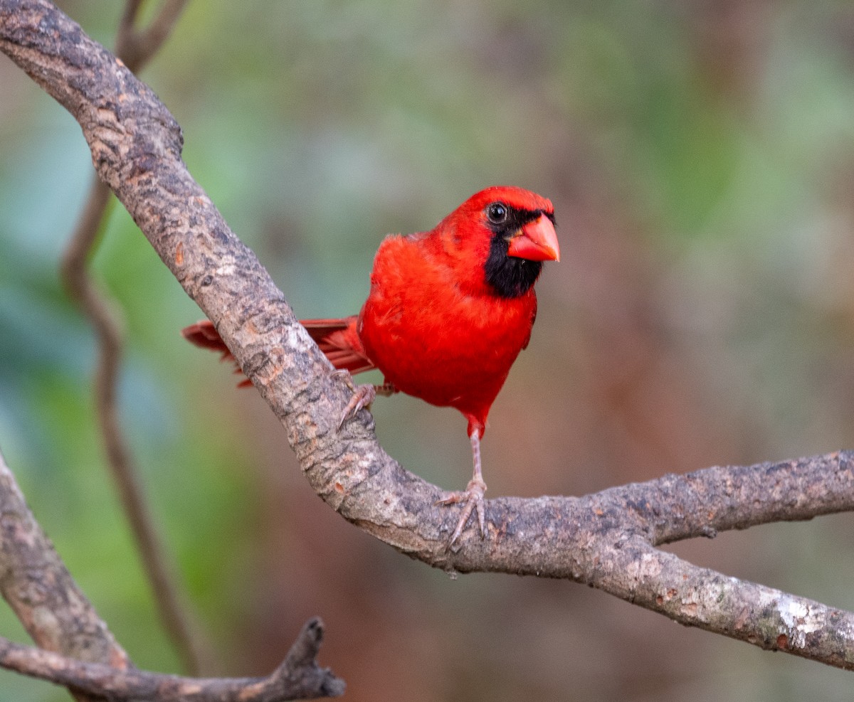 Northern Cardinal - ML617987422