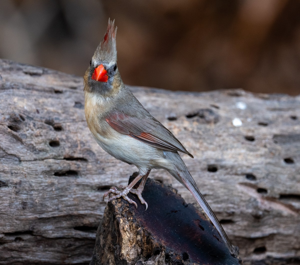 Northern Cardinal - ML617987424