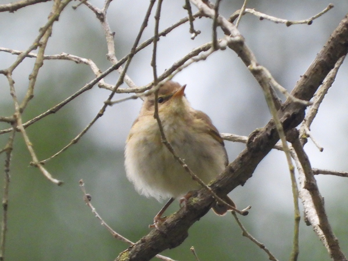 Iberian Chiffchaff - Scott Fox