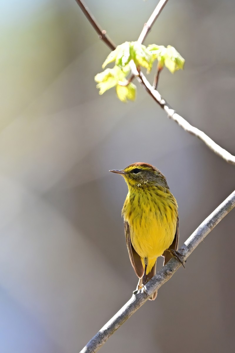 Palm Warbler - ML617987439