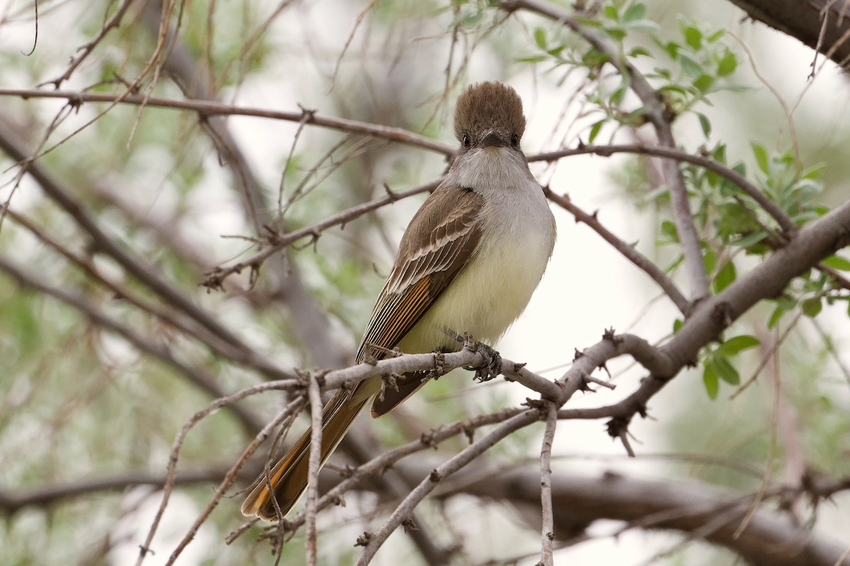 Ash-throated Flycatcher - ML617987440