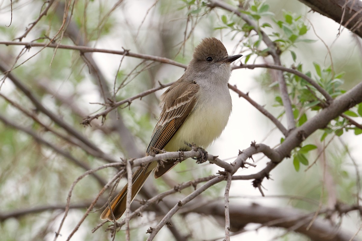 Ash-throated Flycatcher - ML617987441