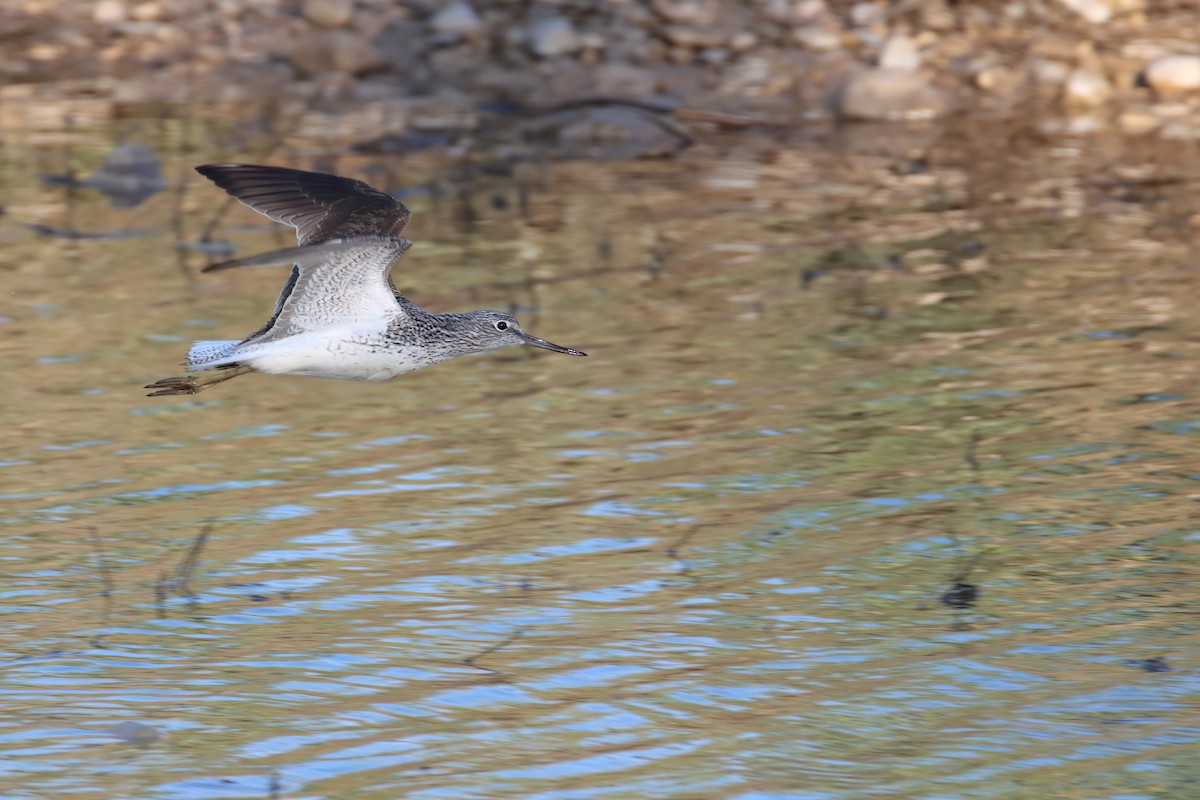 Common Greenshank - ML617987457