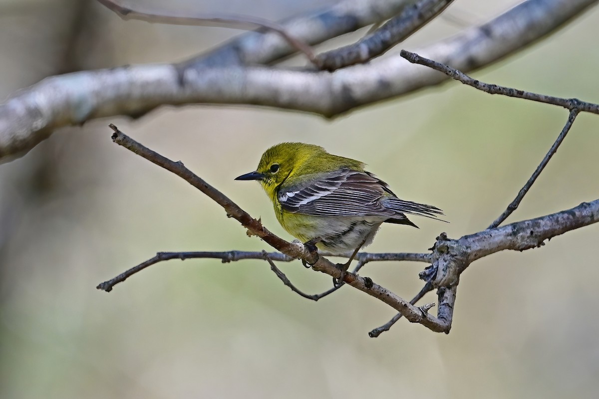 Pine Warbler - Eileen Gibney