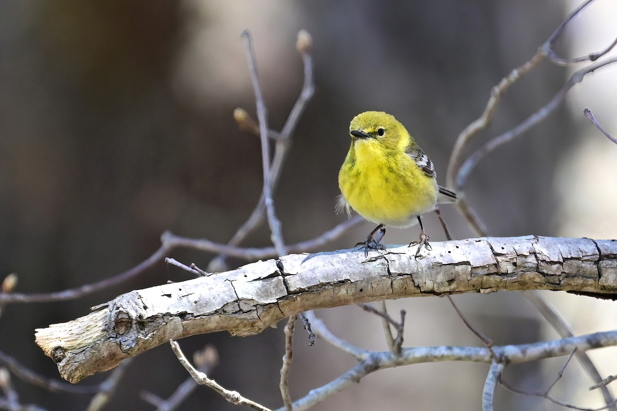 Pine Warbler - ML617987465