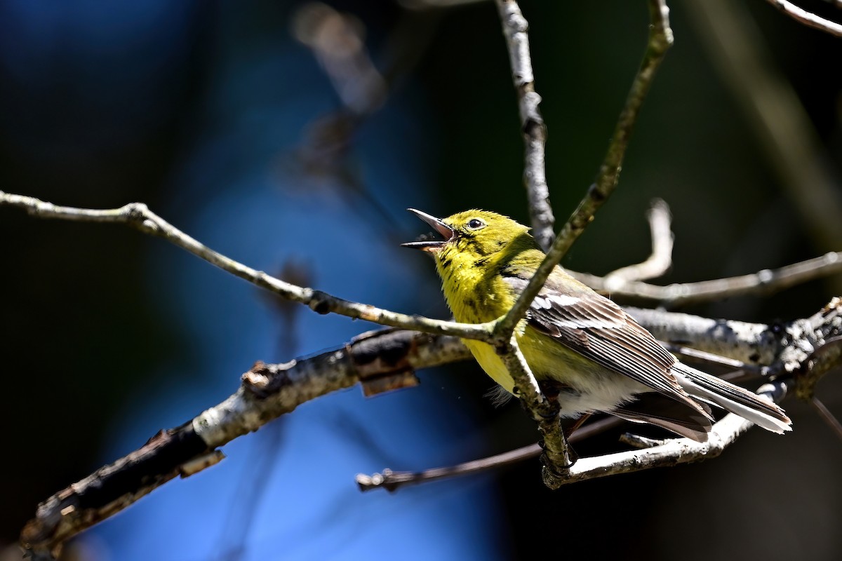 Pine Warbler - ML617987467