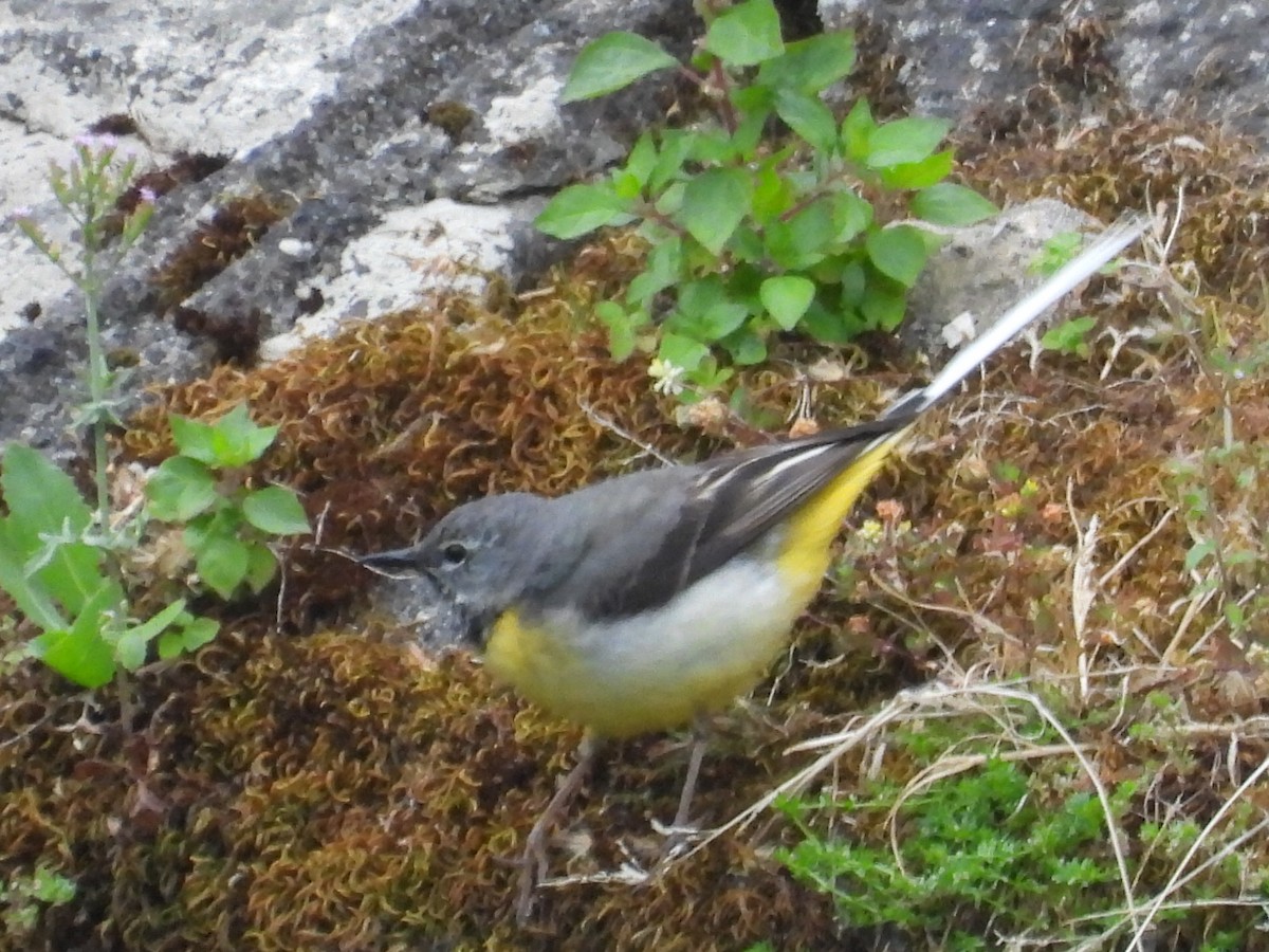 Gray Wagtail - Scott Fox