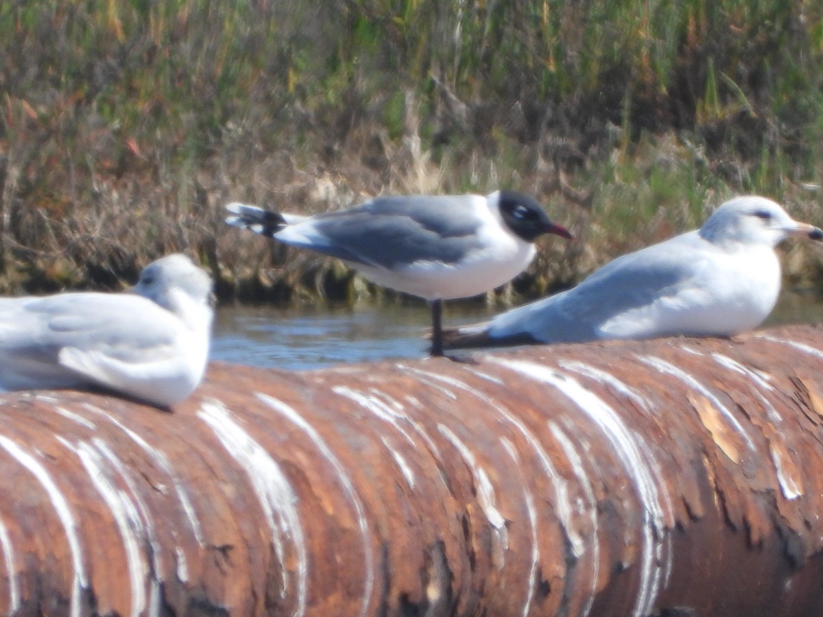 Franklin's Gull - ML617987515