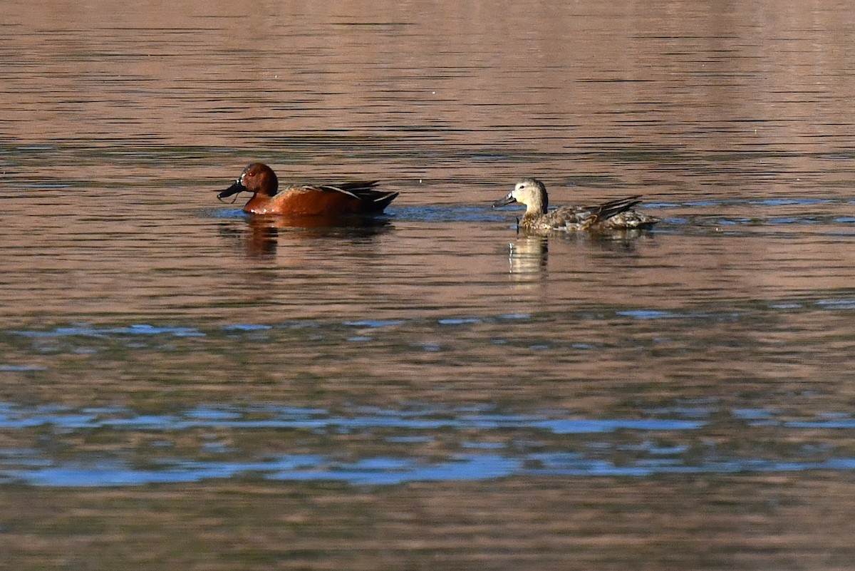 Cinnamon Teal - ML617987536