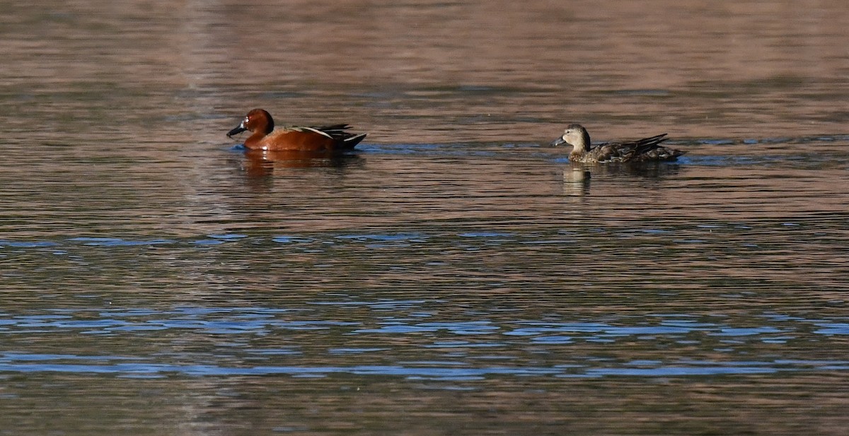 Cinnamon Teal - ML617987554