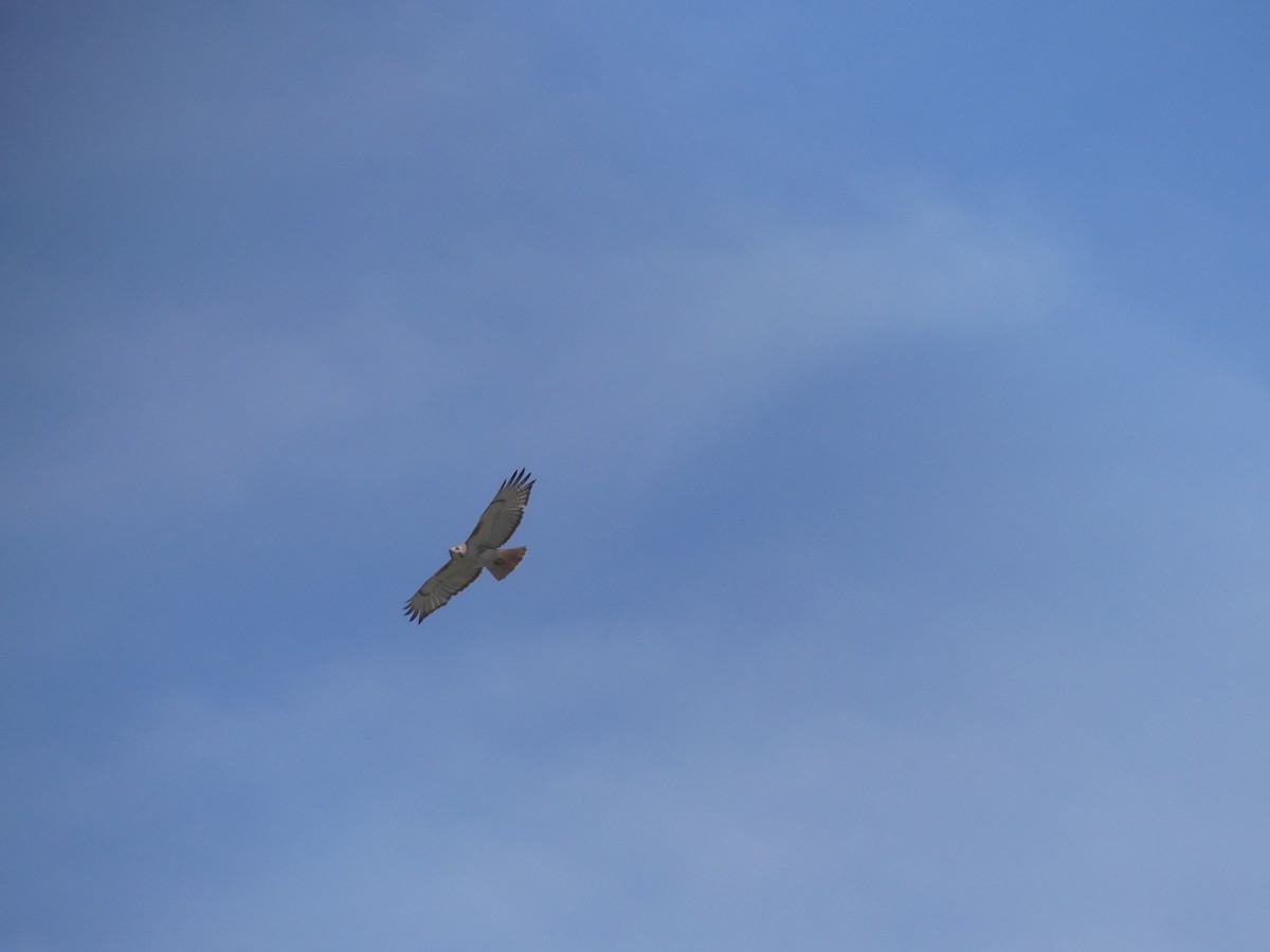 Red-tailed Hawk - ML617987565