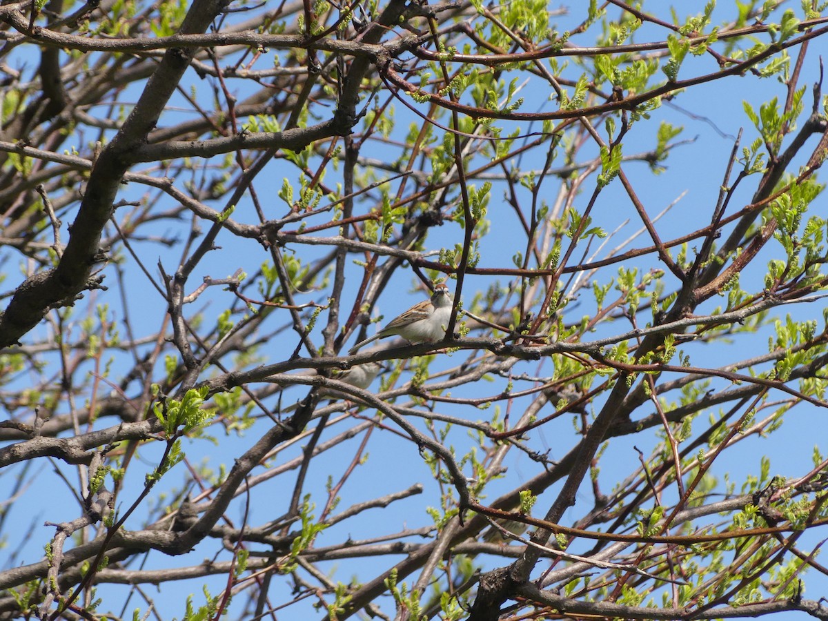 Chipping Sparrow - michael sandman