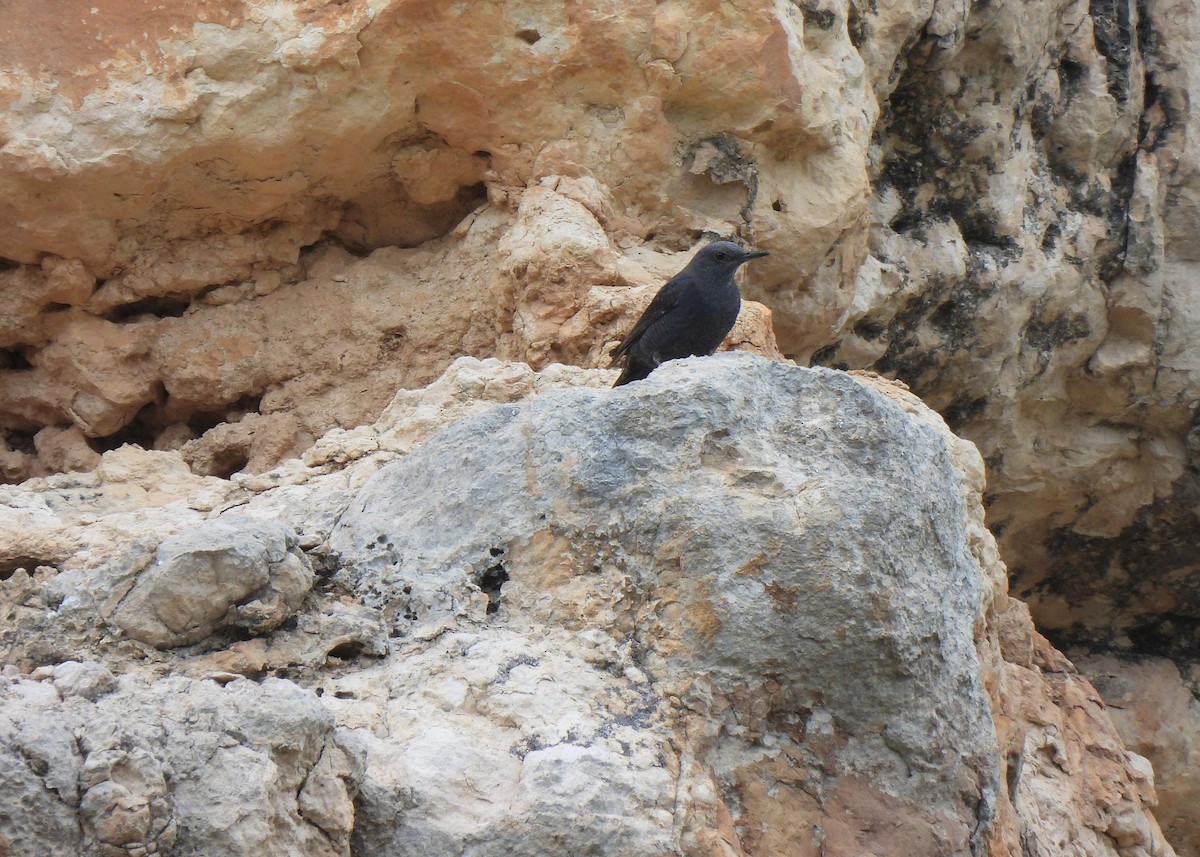 Blue Rock-Thrush - ML617987591